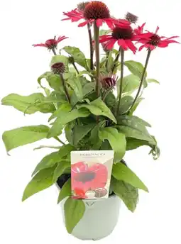 Intratuin Zonnehoed (Echinacea purpurea 'SunSeekers Red') D 17 H 35 cm aanbieding