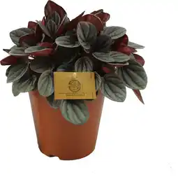 Intratuin Peperomia (Peperomia 'Sunrise') D 15 H 25 cm aanbieding