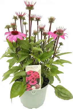 Intratuin Zonnehoed (Echinacea purpurea 'Sensation Pink') D 17 H 35 cm aanbieding