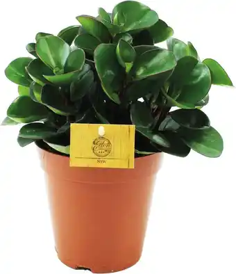 Intratuin Peperomia (Peperomia 'Burning Bush') D 15 H 25 cm aanbieding
