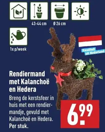 ALDI Rendiermand met Kalanchoe en Hedera aanbieding