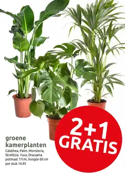Deka Tuin Groene kamerplanten aanbieding