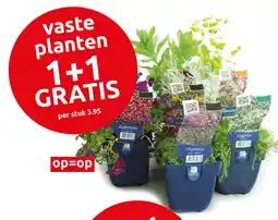 Deka Tuin Vaste planten aanbieding