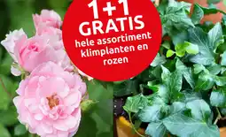 Deka Tuin Hele assortiment klimplanten en rozen aanbieding