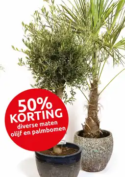 Deka Tuin Diverse maten olijf en palmbomen aanbieding