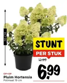 Vomar Voordeelmarkt Pluim Hortensia aanbieding