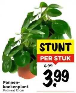 Vomar Voordeelmarkt Pannenkoekenplant aanbieding