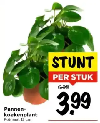 Vomar Voordeelmarkt Pannenkoekenplant aanbieding