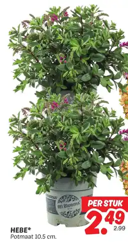 Dekamarkt Hebe aanbieding