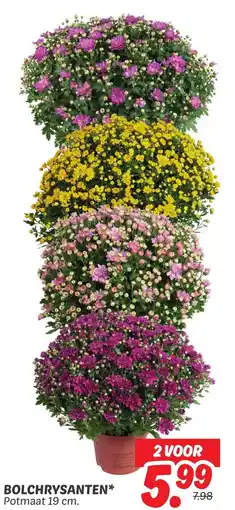 Dekamarkt Bolchrysanten aanbieding