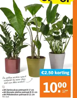 Albert Heijn AH Zamioculcas potmaat aanbieding