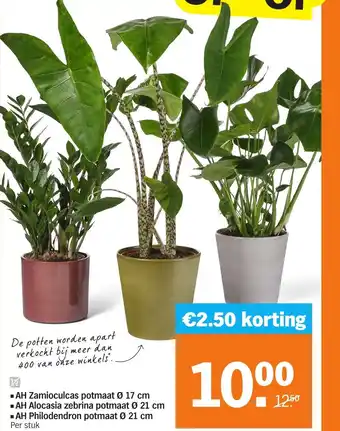 Albert Heijn AH Zamioculcas potmaat aanbieding