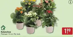 ALDI Kalanchoe aanbieding