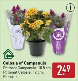 ALDI Celosia of Campanula aanbieding