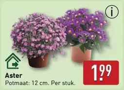ALDI Aster aanbieding
