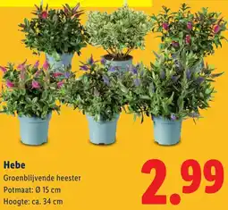 Lidl Hebe aanbieding