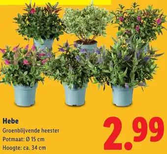 Lidl Hebe aanbieding