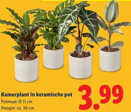 Lidl Kamerplant in keramische pot aanbieding