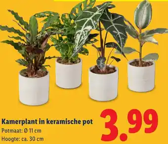 Lidl Kamerplant in keramische pot aanbieding
