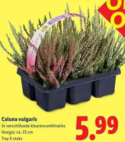 Lidl Caluna vulgaris aanbieding