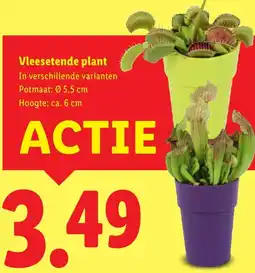 Lidl Vleesetende plant aanbieding