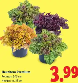 Lidl Heuchera Premium aanbieding