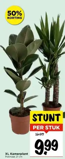 Vomar Voordeelmarkt XL Kamerplant aanbieding
