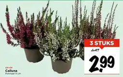 Vomar Voordeelmarkt Calluna aanbieding