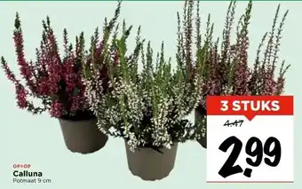 Vomar Voordeelmarkt Calluna aanbieding