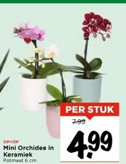Vomar Voordeelmarkt Mini Orchidee in Keramiek aanbieding