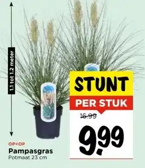 Vomar Voordeelmarkt Pampasgras aanbieding