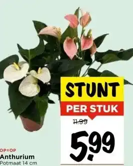 Vomar Voordeelmarkt Anthurium aanbieding