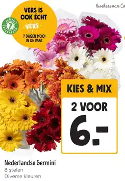 Jumbo Nederlandse Germini aanbieding