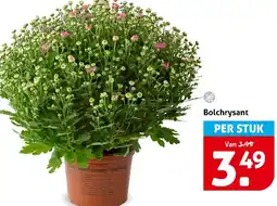 Hoogvliet Bolchrysant aanbieding