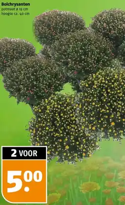 Poiesz Bolchrysanten aanbieding
