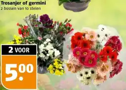 Poiesz Trosanjer of germini aanbieding