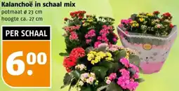 Poiesz Kalanchoë in schaal mix aanbieding