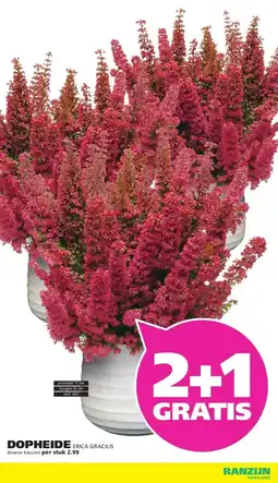 Ranzijn DOPHEIDE ERICA GRACILIS aanbieding