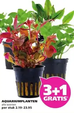 Ranzijn AQUARIUMPLANTEN aanbieding