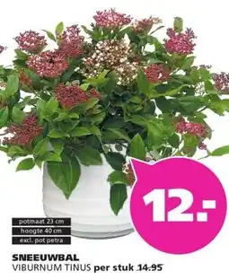 Ranzijn SNEEUWBAL VIBURNUM TINUS aanbieding