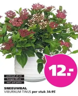 Ranzijn SNEEUWBAL VIBURNUM TINUS aanbieding