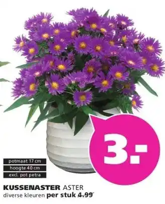 Ranzijn KUSSENASTER ASTER aanbieding