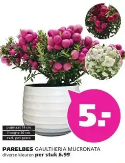 Ranzijn PARELBES GAULTHERIA MUCRONATA aanbieding