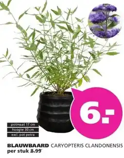 Ranzijn BLAUWBAARD CARYOPTERIS CLANDONENSIS aanbieding