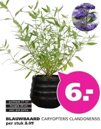 Ranzijn BLAUWBAARD CARYOPTERIS CLANDONENSIS aanbieding