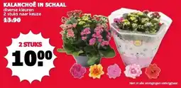 MCD Supermarkt KALANCHOE IN SCHAAL aanbieding
