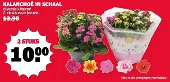MCD Supermarkt KALANCHOE IN SCHAAL aanbieding