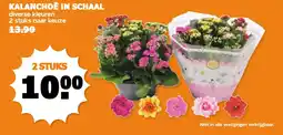 Coop Kalanchoe in schaal aanbieding