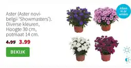 Intratuin Aster (Aster novi-belgii ‘Showmasters’). Diverse kleuren, Hoogte 30 cm, potmaat 14 cm. aanbieding