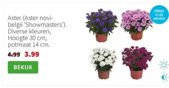 Intratuin Aster (Aster novi-belgii ‘Showmasters’). Diverse kleuren, Hoogte 30 cm, potmaat 14 cm. aanbieding